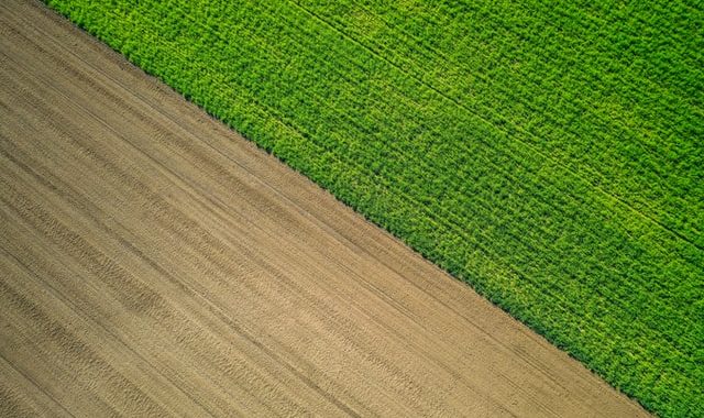 Zwalczanie chwastów w zbożach na wiosnę – skuteczność